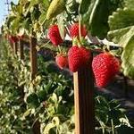 Tanaka Farms