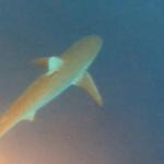 North Shore Shark Adventures