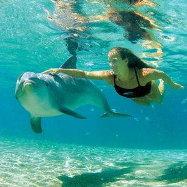 Dolphin Swim