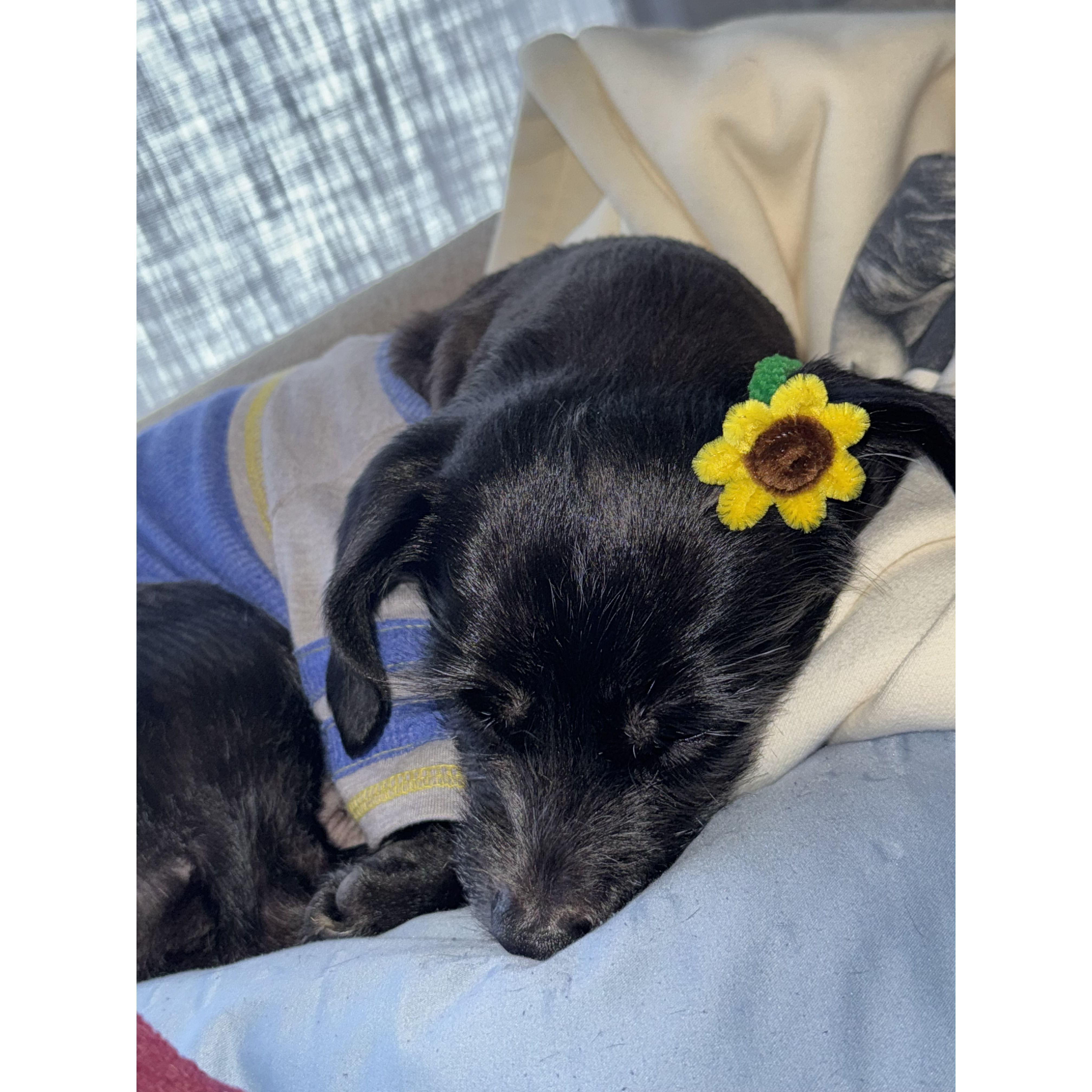 Henry's Ode to Sleep Part 2.