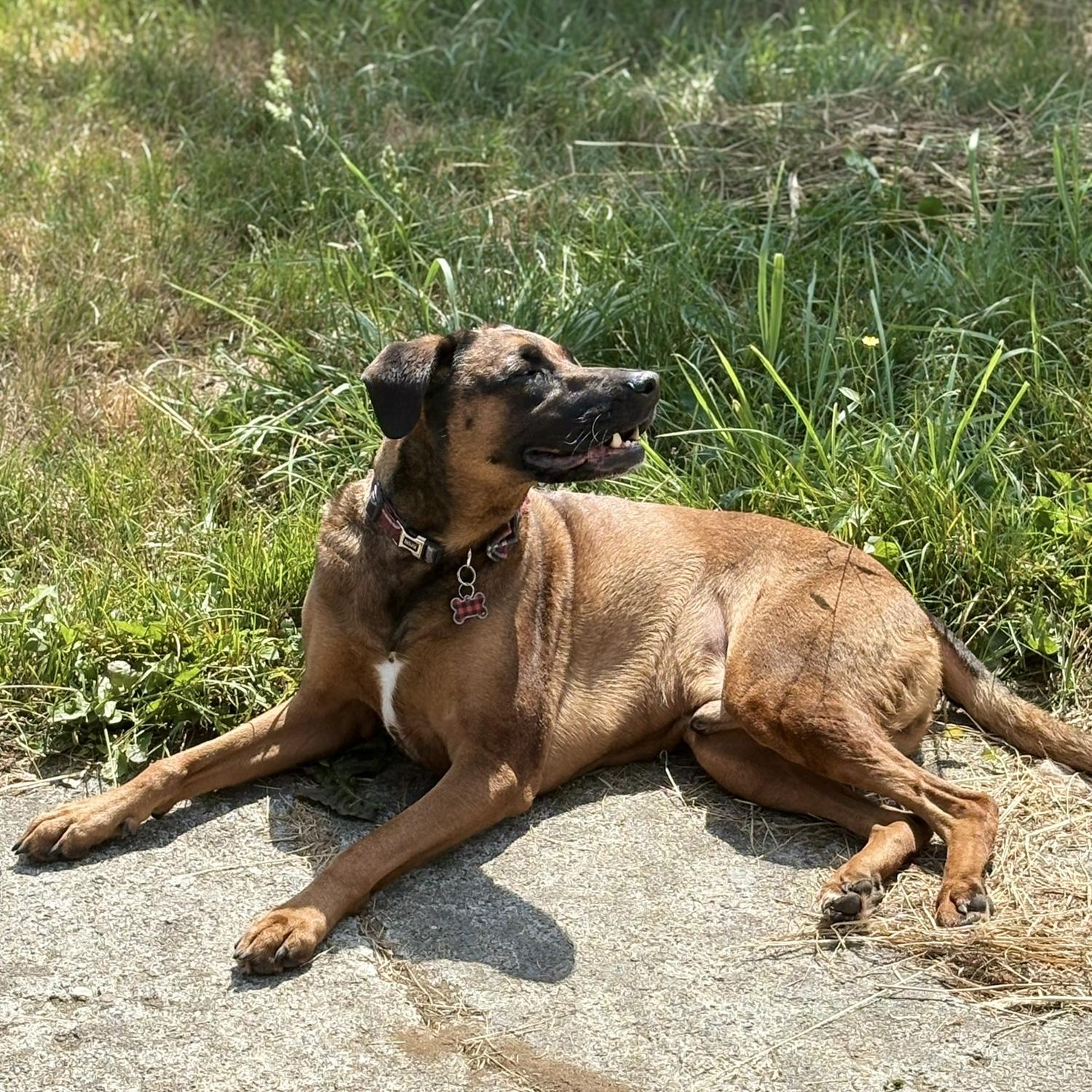 Our Oath Hound