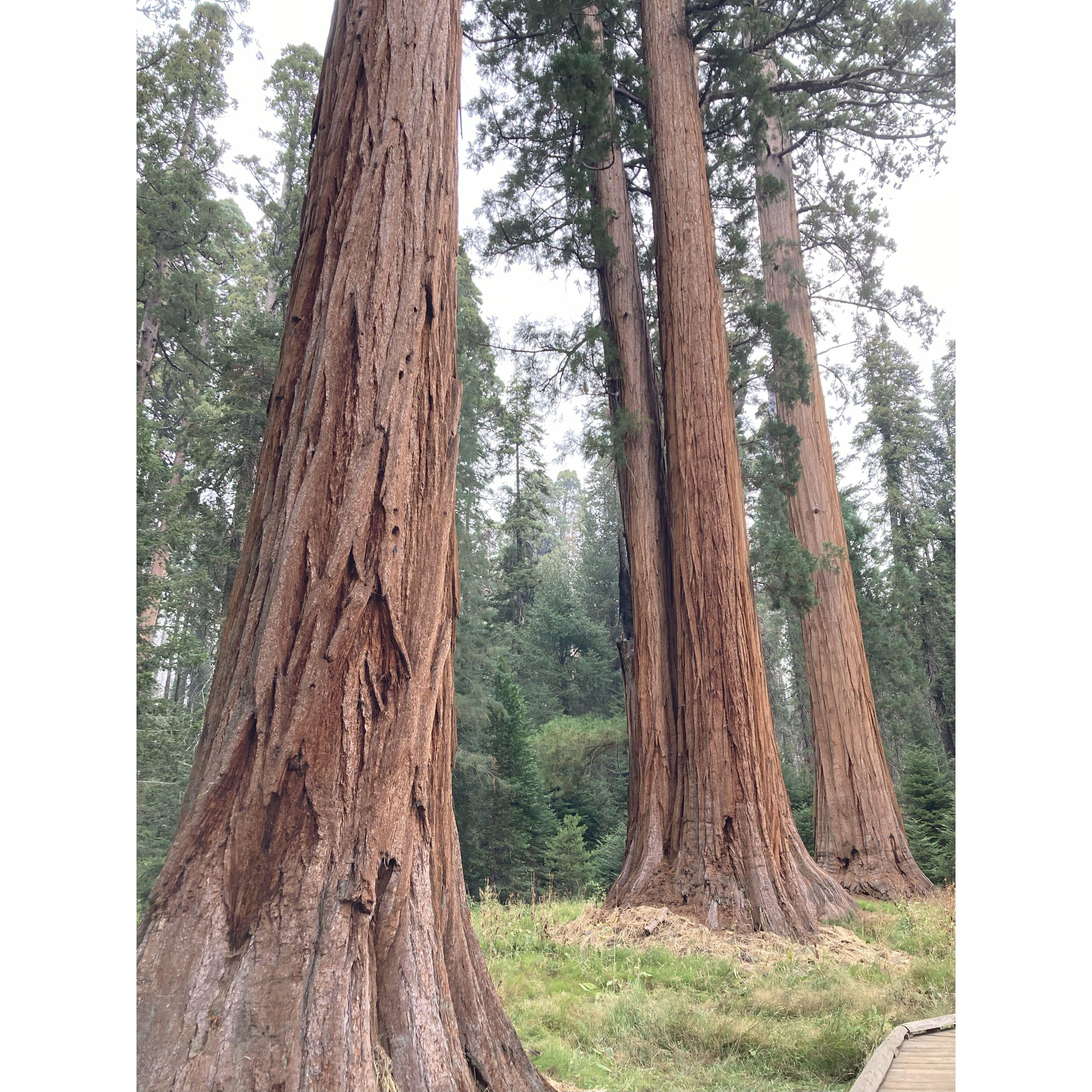 Sequoia National Park