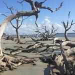 Driftwood Beach
