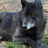 Wolf Sanctuary of PA
