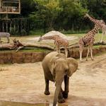 Dallas Zoo
