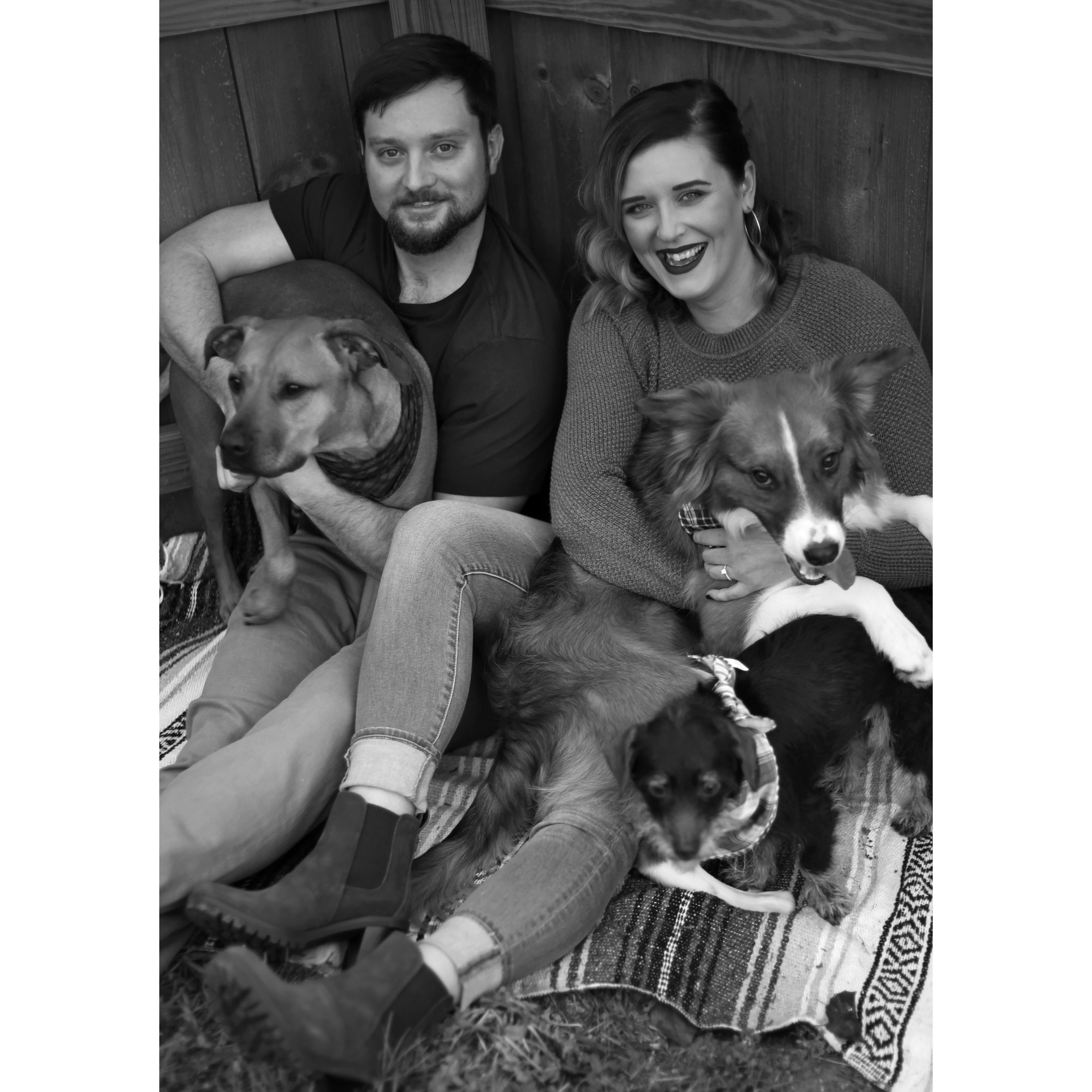 Trying to take engagement photos with three dogs is not something I would recommend to just anyone!