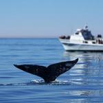Whale Watching
