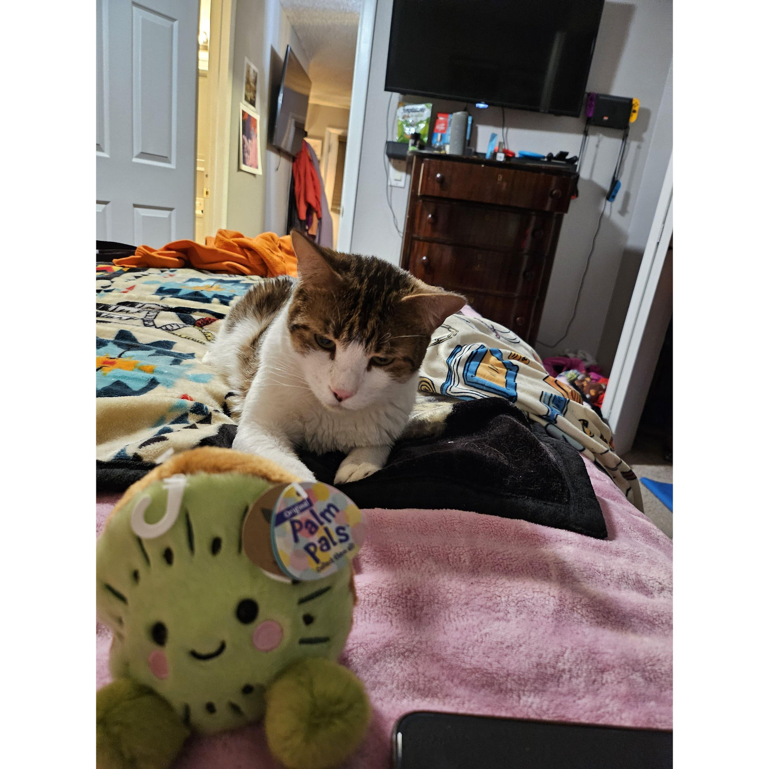 Our cat, Eggnog