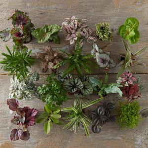 Terrarium Foliage Collection