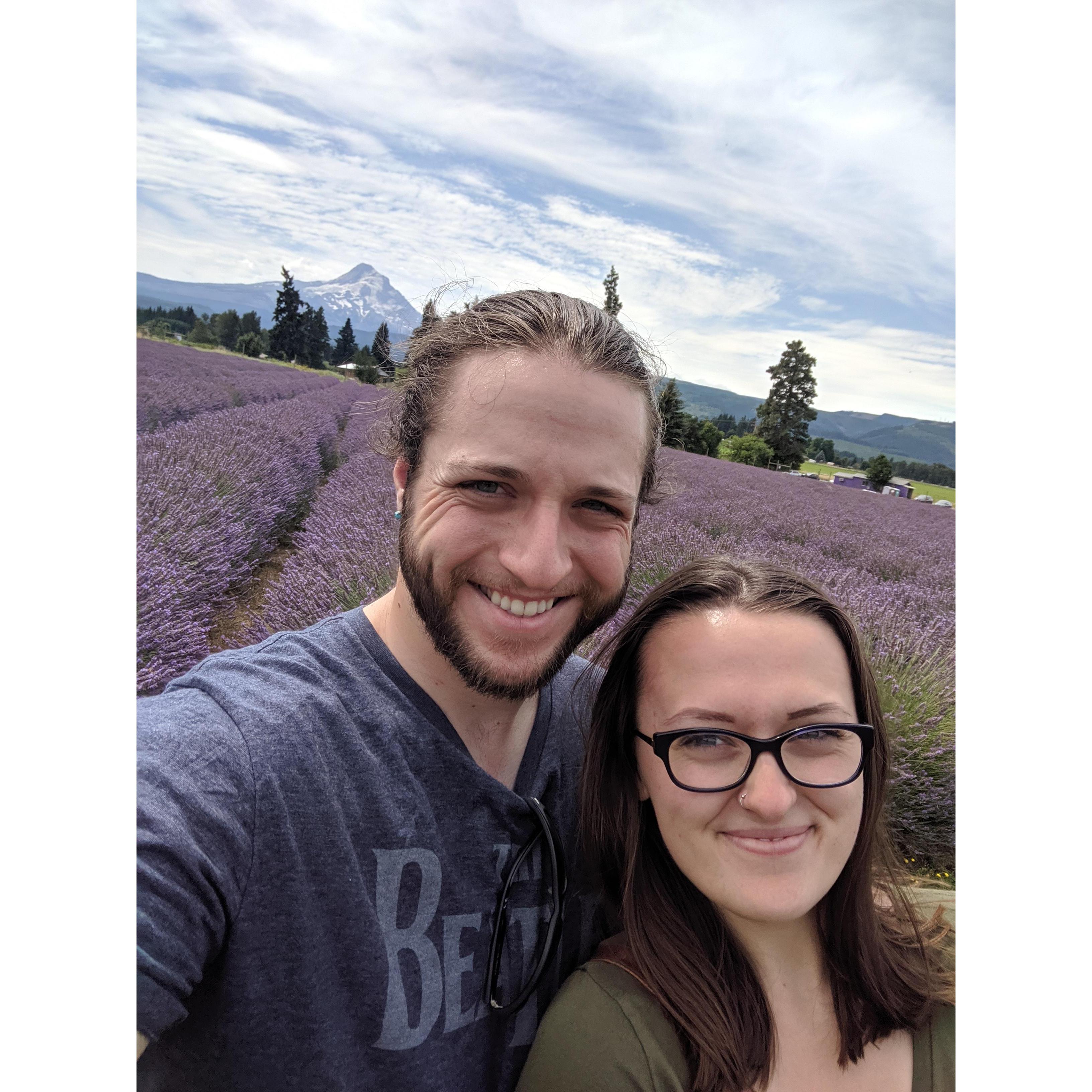 Lavender fields in Oregon.