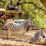 Safari West