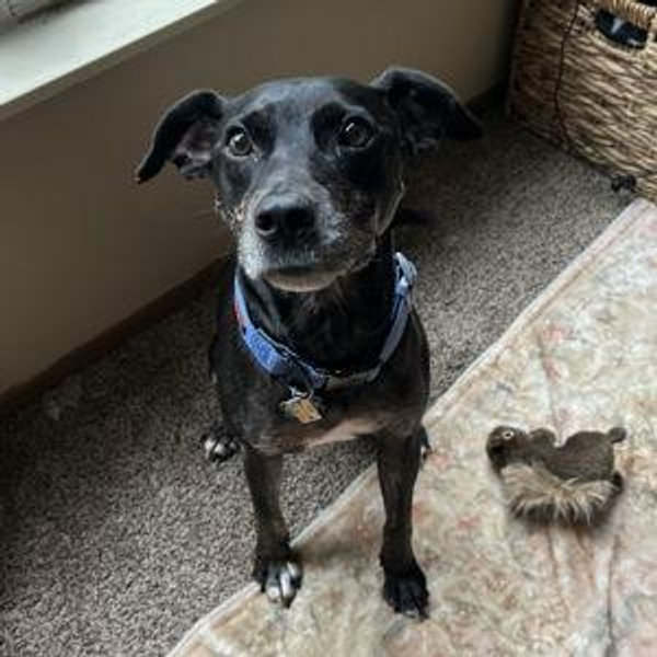 Crües pup tax