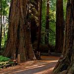 Henry Cowell Redwoods State Park