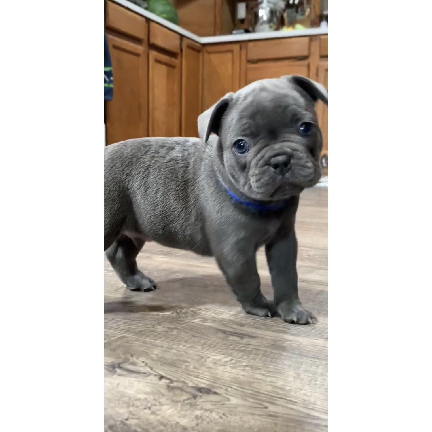 Spring 2019 - We met our Bruce Boy for the first time