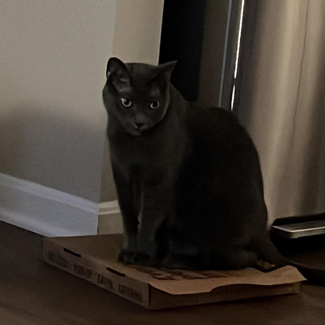 Cat Treats for Ivy