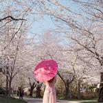 Visiting the Cherry Blossoms in Kenwood