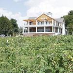 Brignole Vineyards