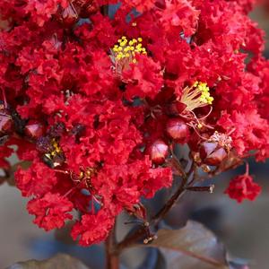 Red Hot Black Diamond Crape Myrtle