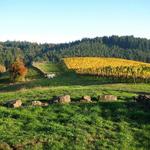 Willamette Valley