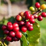 Jardín Day Trip: Coffee Plantation Tour from Medellin