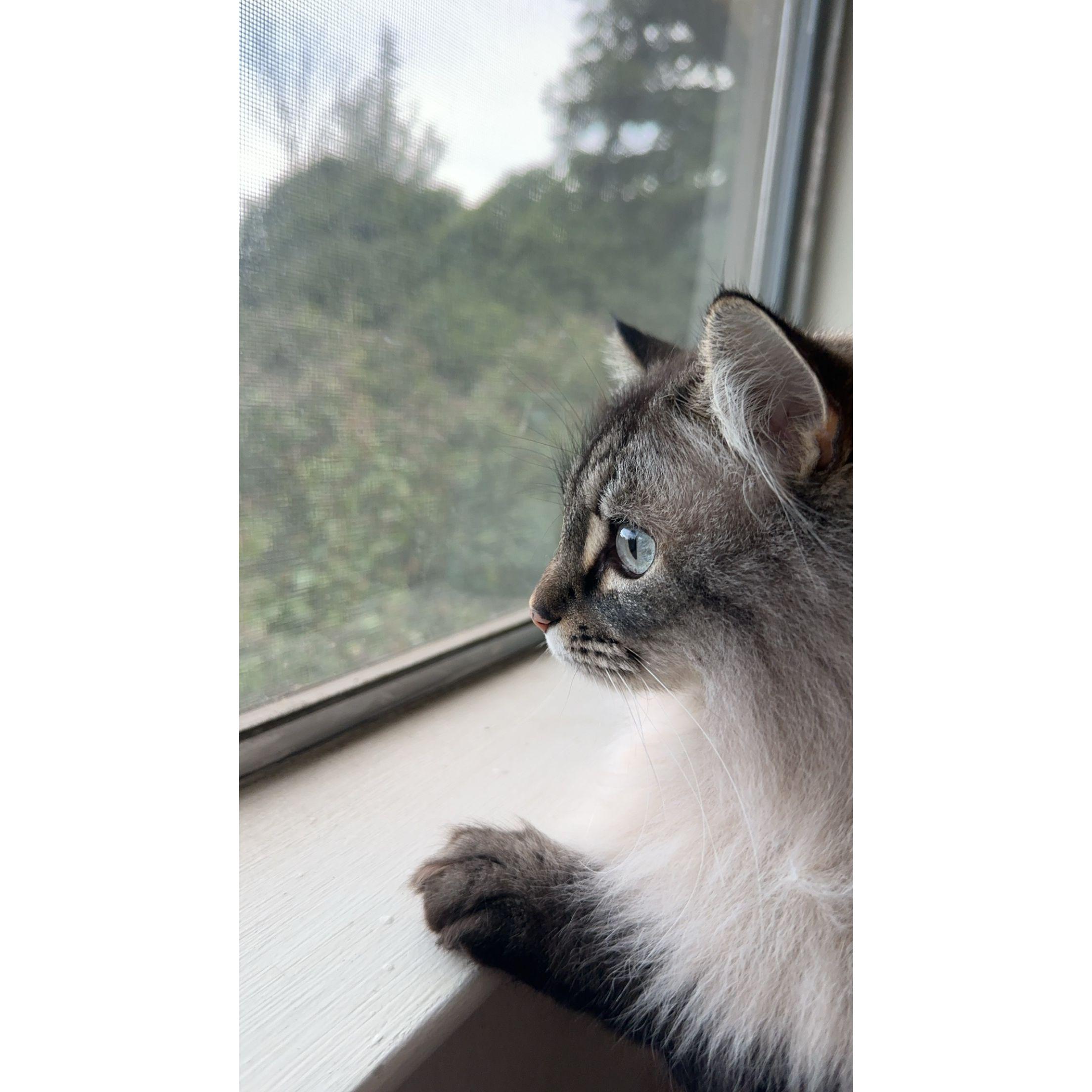 Our cat & child, Anastasia (Bella has had Anastasia since she was 14 years old)