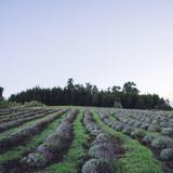 Aliʻi Kula Lavendar Garden
