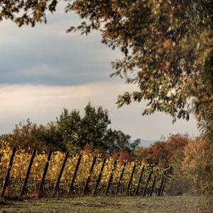 Vineyard tour in Tuscany on our honeymoon
