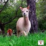 Apple Hill Farm - Alpaca Farm