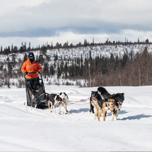 Sled Dog Tour