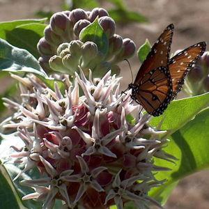 Showy Milkweed (2)