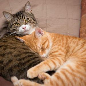 Kitty Fund