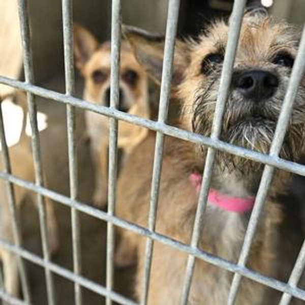 Supporting an animal shelter