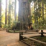 Redwood Grove Loop Trail