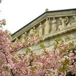 Buffalo Cherry Blossom Festival
