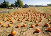 Montpelier Farms Fall Festival