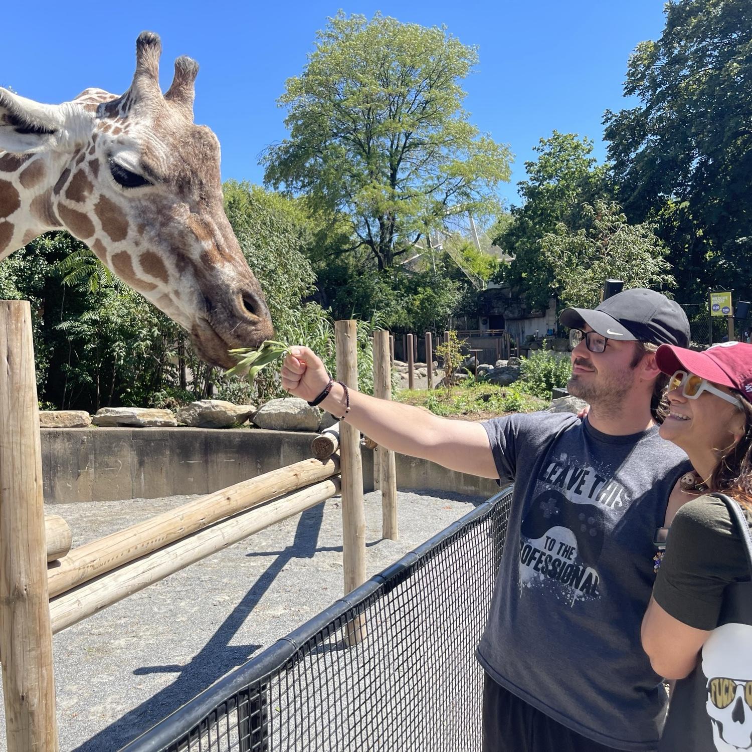 Giraffes were tall, but the moment was taller.