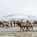 National Elk Refuge