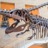 Fernbank Museum | 3D Theater | Forest