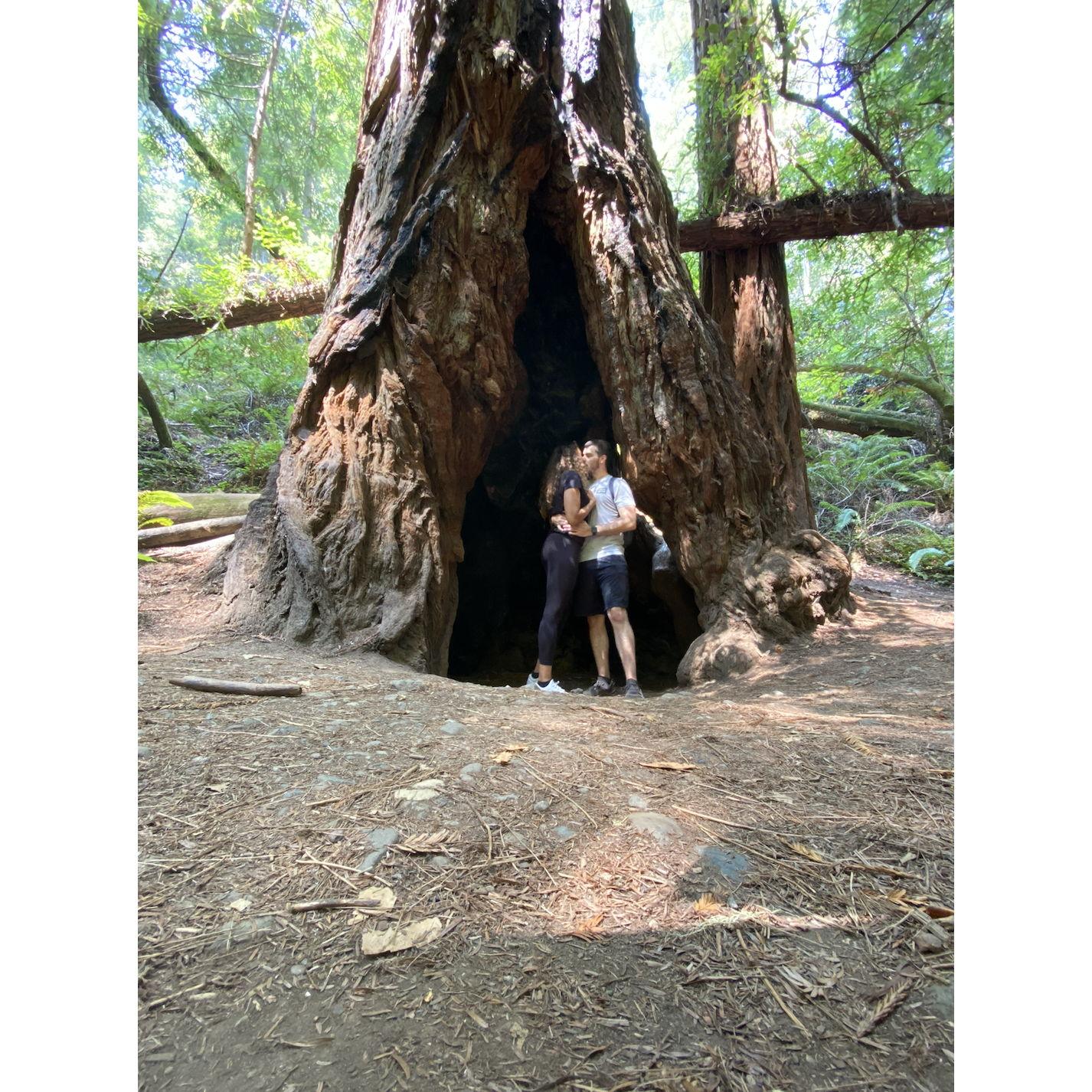 Redwood journey