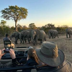 Safari Game Drive