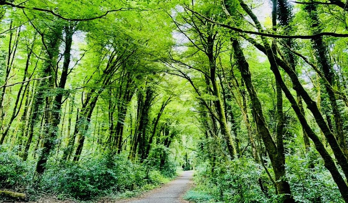 The Wedding Website of Séamus Rowe and Monique Rowe