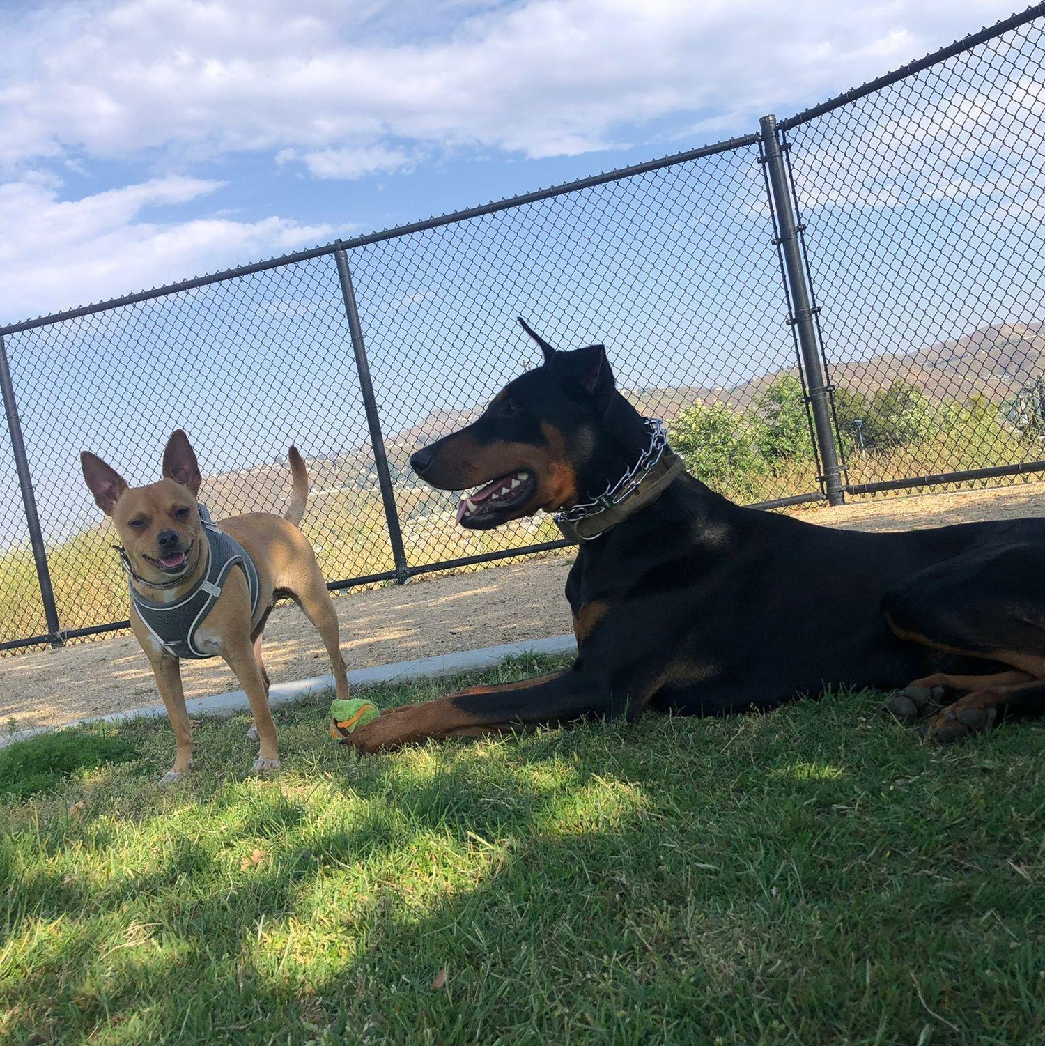 We believe God used these two dogs to bring our paths together. They were the start of a beautiful journey that led us to love, faith, and soon, marriage. 🐾❤️✝️