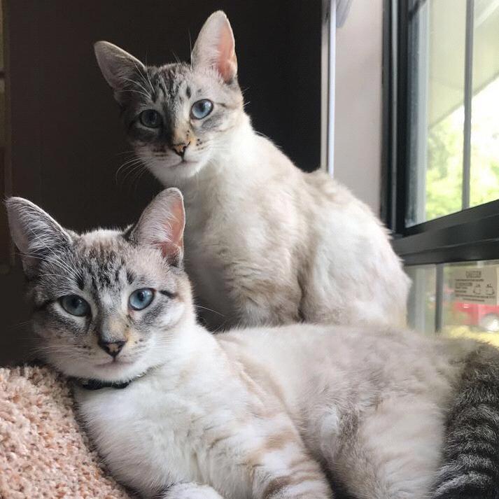 Our Cat Fund