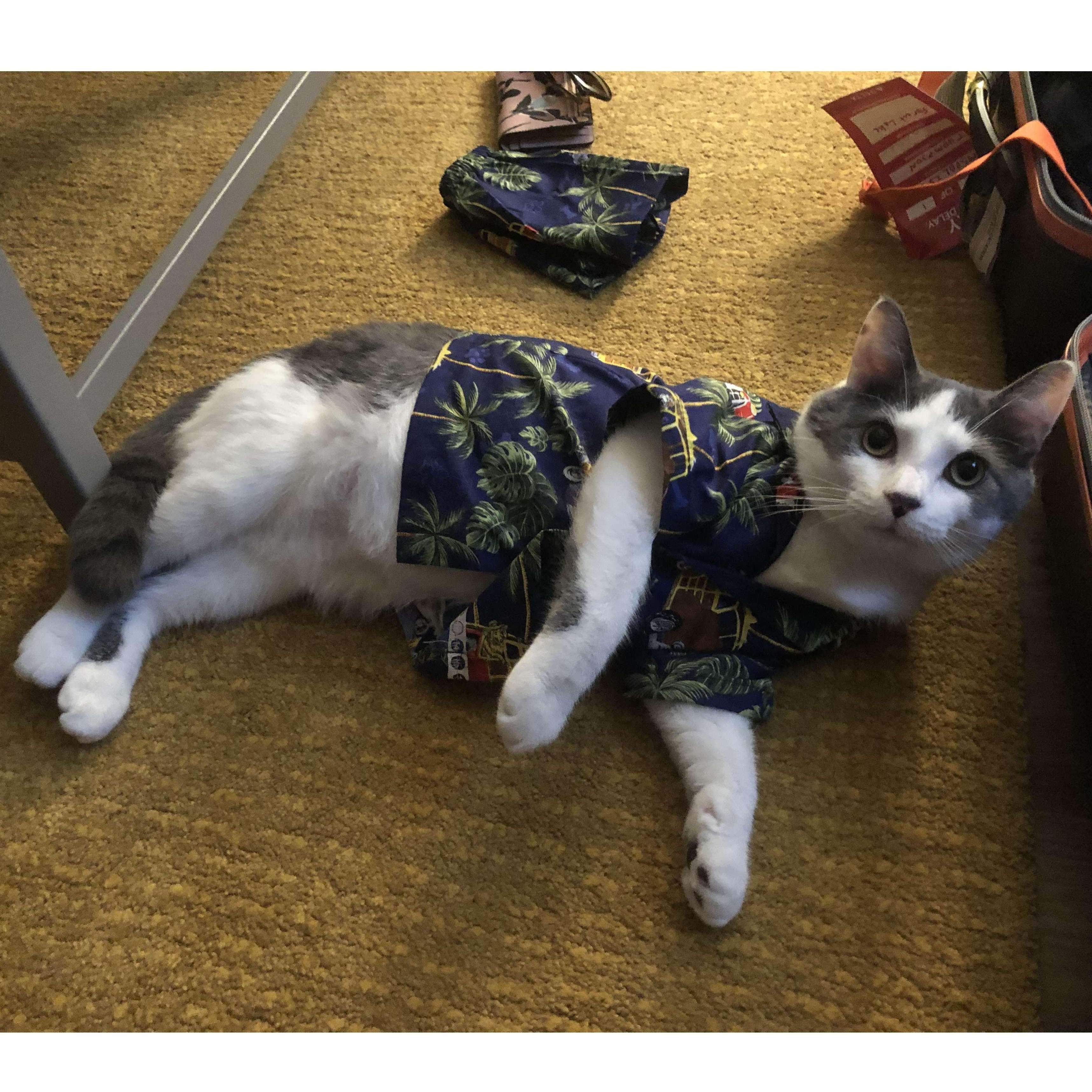 Rocky's Hawaii Souvenir, 2021
