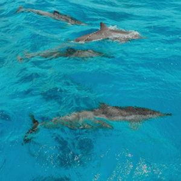 Dolphin Cruise for Two!