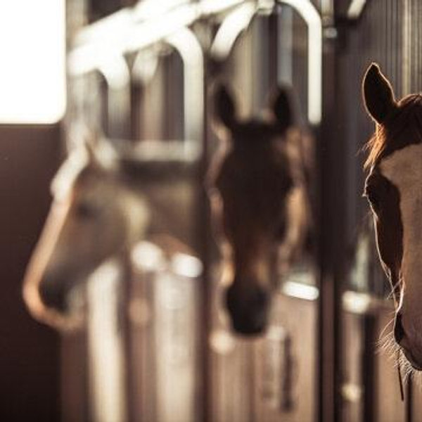 Reagan’s equine tack-shack fund