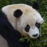 San Diego Zoo