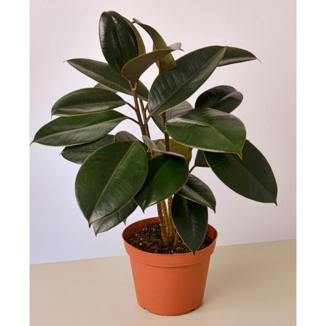 Ficus Elastica 'Burgundy' Live Plant, 6" Pot