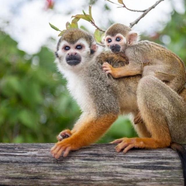Monkey land excursion