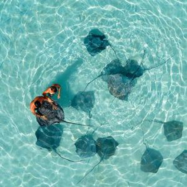 Snorkeling and Stingrays for Two